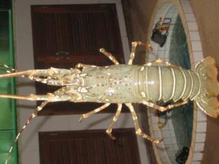 Gasthof Ma Maison Boutique Hotel. In Phuket Strand Bang Tao